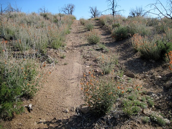 The shortcut road rises up through a patch of desert mallow flowers just before it reaches the Round Valley plateau