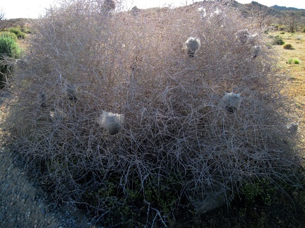 Happy insects of some kind have made webs in a bush along Wild Horse Canyon Road