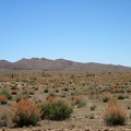 I zoom in for a better look at the expanse of orange Desert mallows in this part of Round Valley