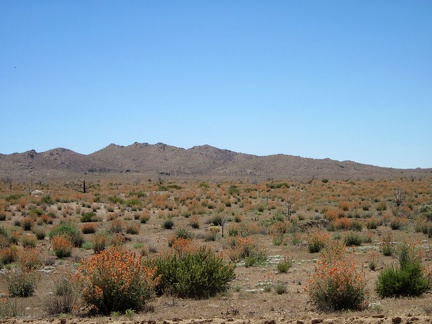 I zoom in for a better look at the expanse of orange Desert mallows in this part of Round Valley