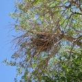 A substantial bird's nest up in the Government Holes cottonwood tree also watches me