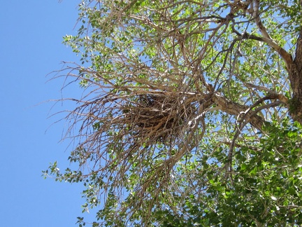 A substantial bird's nest up in the Government Holes cottonwood tree also watches me
