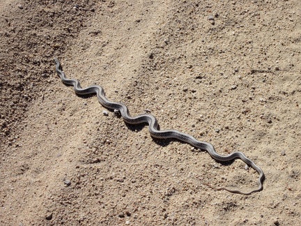 A snake crosses New York Mountains Road, Mojave National Preserve