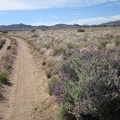 This purple sage stands out along Howe Spring Road since this part of Pinto Valley is mostly dry grassland