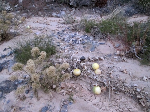 I pass a few coyote melons on the way back up Piute Canyon and arrive at my campsite just before total darkness