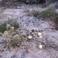 I pass a few coyote melons on the way back up Piute Canyon and arrive at my campsite just before total darkness