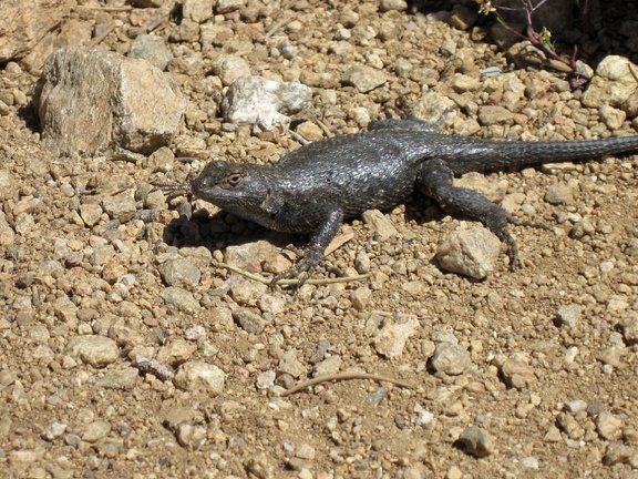 A lizard greets me as I step out of my tent for a short walk after breakfast at Mid Hills campground