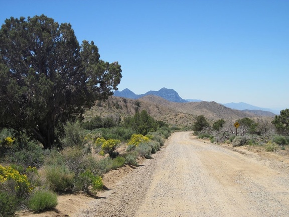 Wild Horse Canyon Road is always so scenic as it rolls gently downward toward the Providence Mountains