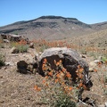 I pass a field of orange desert mallow flowers on lower Wild Horse Canyon Road