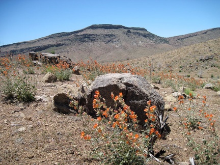 I pass a field of orange desert mallow flowers on lower Wild Horse Canyon Road