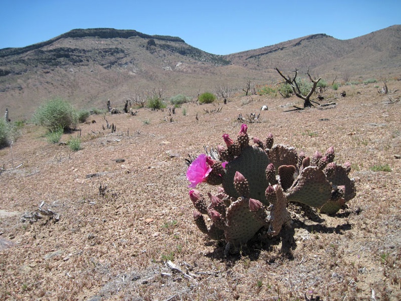 4927-pink-cactus.jpg