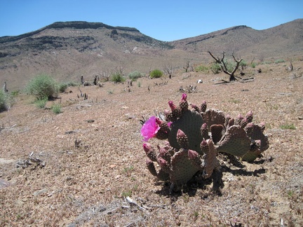 I see my first pink cactus bloom of the day, with Wild Horse Mesa in the background