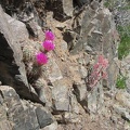 Pink cactus flowers and desert dudleya blooms push out of rocks in Beecher Canyon