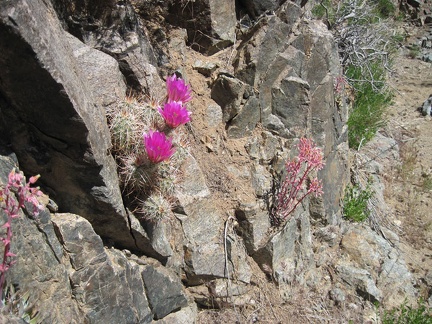 Pink cactus flowers and desert dudleya blooms push out of rocks in Beecher Canyon