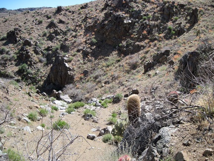 Patches of orange desert mallow flowers abound as I drop down into Beecher Canyon