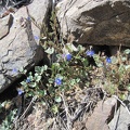 Also still blooming in the lower north fork of Beecher Canyon are a few phacelias