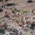 On a fleeting rocky plateau above Beecher Canyon blooms a small garden