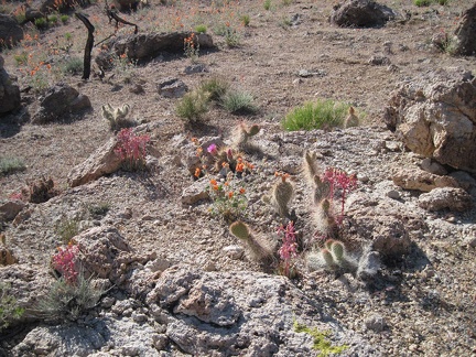 On a fleeting rocky plateau above Beecher Canyon blooms a small garden