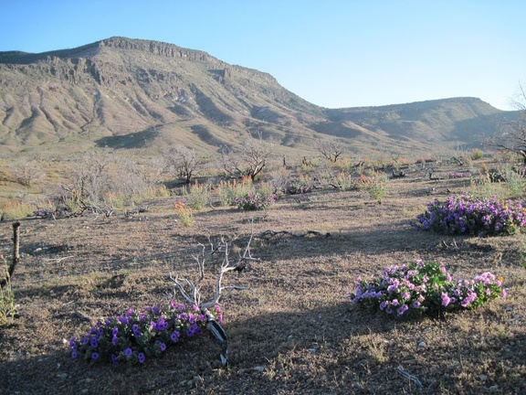 A few desert four o'clocks bloom near the junction of Wild Horse Canyon Road and the road to Blue Jay Mine