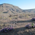 A few desert four o'clocks bloom near the junction of Wild Horse Canyon Road and the road to Blue Jay Mine