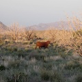 A lone cow darts off into the sunset when he sees me near Wild Horse Canyon Road