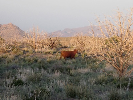 A lone cow darts off into the sunset when he sees me near Wild Horse Canyon Road