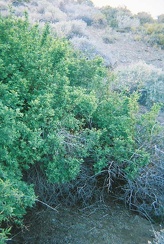 Close-up of the giant wild roses at Goldbelt Spring