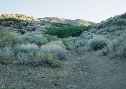  We arrive at Goldbelt Spring and its thicket of head-high wild roses (the dark green patch in the middle of the photo)