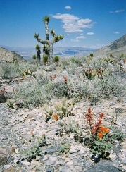 On the way from Ubehebe Crater to The Racetrack is a particularly colourful area