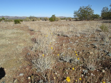 A few yellow flowers (Encelia farinosa perhaps) bloom at the old Rattlesnake Mine site