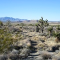A scattering of Joshua trees dot this transitional Mojave landscape