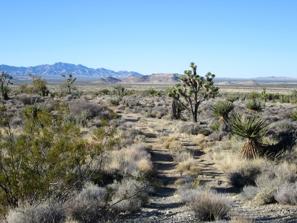 A scattering of Joshua trees dot this transitional Mojave landscape