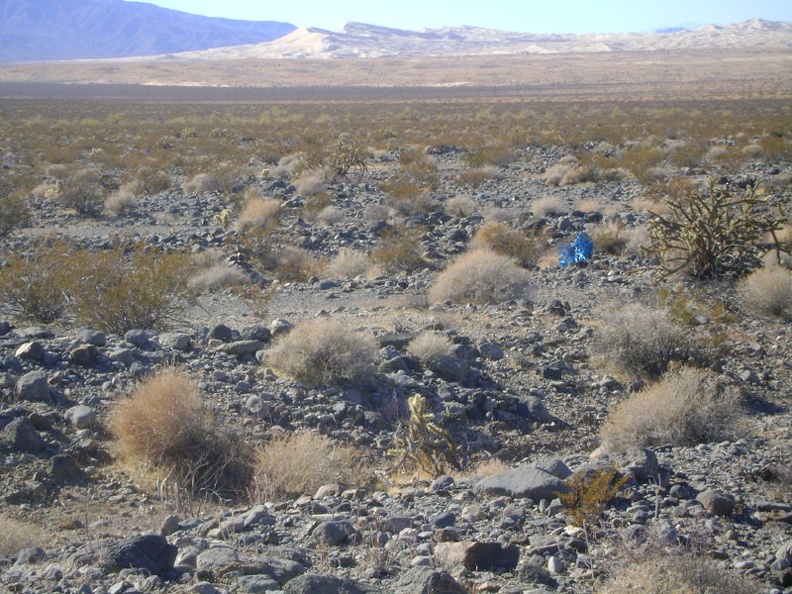 Oh look, a lost set of four bright-blue ballons tied together, stuck to a young creosote bush, framed by a  Kelso Dunes backdrop