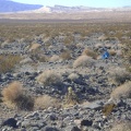 Oh look, a lost set of four bright-blue ballons tied together, stuck to a young creosote bush, framed by a  Kelso Dunes backdrop