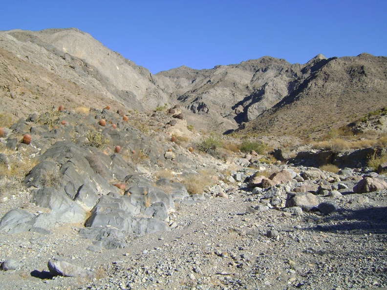 A barrel-cactus garden at the mouth of &quot;West Edgar Canyon #3,&quot; Providence Mountains