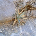 Desert dudleya growing in West Edgar Canyon #3