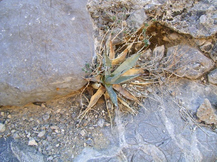 Desert dudleya growing in West Edgar Canyon #3