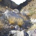 Two tufts of yellow grass decorate a jumble of rocks in West Edgar Canyon #3, Mojave National Preserve