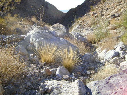 Two tufts of yellow grass decorate a jumble of rocks in West Edgar Canyon #3, Mojave National Preserve