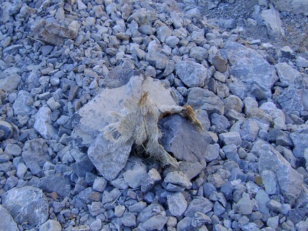 Another skull fragment, this one with fur still attached