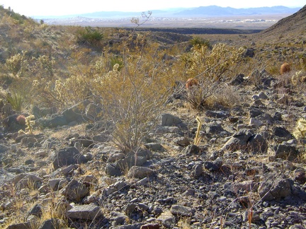 Against a Kelso Dunes backdrop, chollas and creosotes glisten at the exit of West Edgar Canyon #3