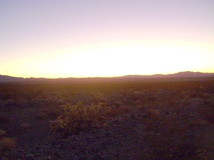 The very last light of day illuminates a cholla cactus while it dissipates in the distance somewhere west of Kelso Dunes