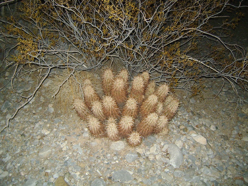 Hiking by flashlight on the fan east of Kelso amidst small rocks and small cacti