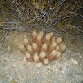 Hiking by flashlight on the fan east of Kelso amidst small rocks and small cacti