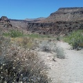 Rings Trail, Mojave National Preserve: buckwheats blooming