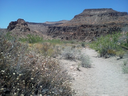 Rings Trail, Mojave National Preserve: buckwheats blooming