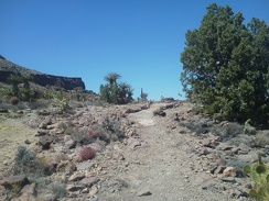I pass a nice juniper tree as I approach the crest of this segment of the Barber Peak Loop Trail