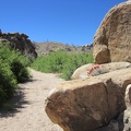 A claret cup cactus grows in a boulder pile near Bathtub Spring, Mid Hills, Mojave National Preserve