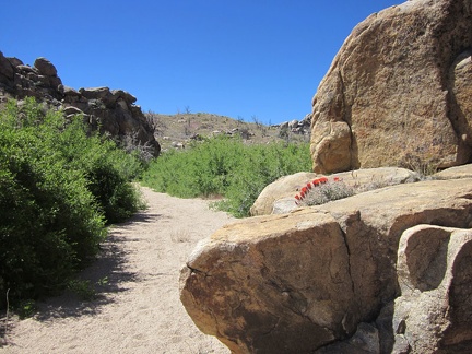 A claret cup cactus grows in a boulder pile near Bathtub Spring, Mid Hills, Mojave National Preserve