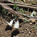 I arrive at Bathtub Spring and find quite a few of these little white butterflies playing in the moist area by the spring